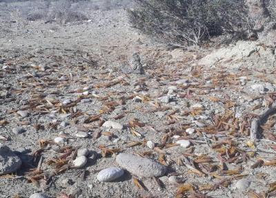 مبارزه با ملخ صحرایی در سطح 100هکتار در شهرستان کنارک