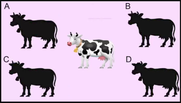 معمای تست تیزبینی؛ کدام تصویر، سایه اصلی گاو است؟