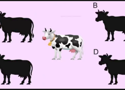 معمای تست تیزبینی؛ کدام تصویر، سایه اصلی گاو است؟